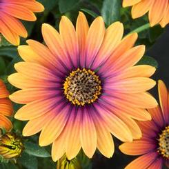 Osteospermum ecklonis