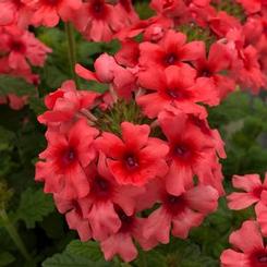 Verbena cultivars