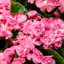 Begonia semperflorens