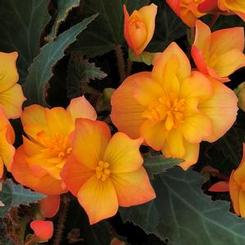 Begonia boliviensis