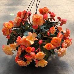 Begonia x tuberhybrida