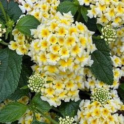 Lantana camara