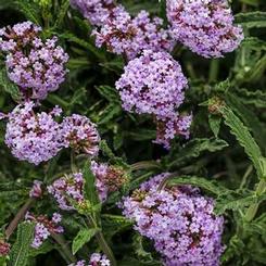 Verbena bonariensis