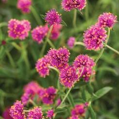 Gomphrena pulchella