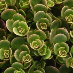 Sedum tetractinum