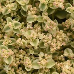 Sedum cultivars