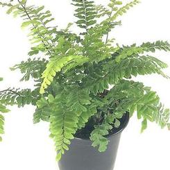 Adiantum hispidulum