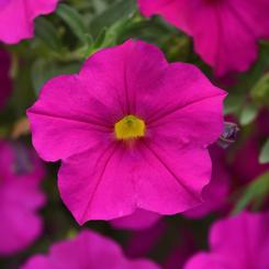 Petchoa hybrid Calibrachoa x Petunia