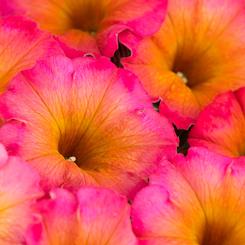 Petunia x hybrida