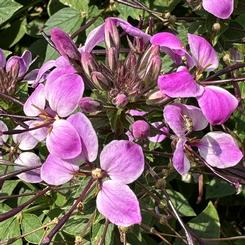 Cleome 