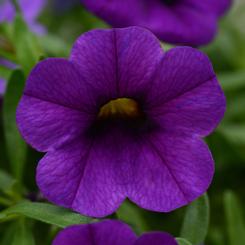 Calibrachoa hybrida