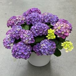 Hydrangea macrophylla