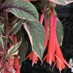 Fuchsia hybrid