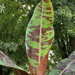 Musa acuminata