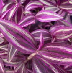 Tradescantia hybrida