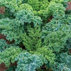 Brassica oleracea