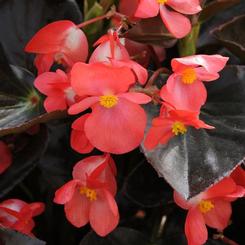 Begonia benariensis