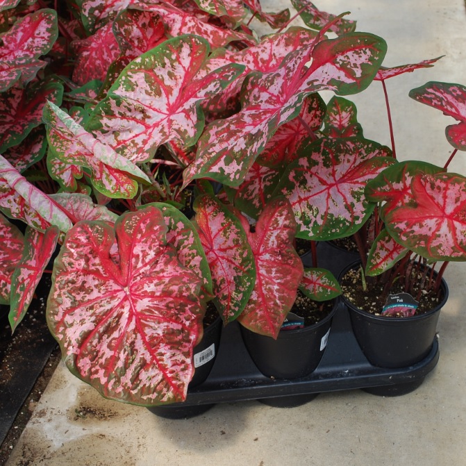 Caladium Caladium Angel Wings from Meadowridge, Inc.