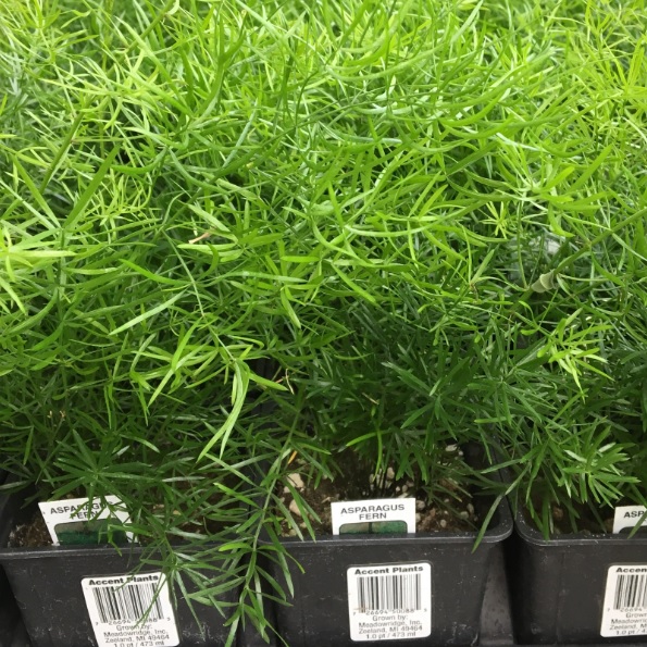 Asparagus densiflorus 'Sprengeri' Sprengeri Asparagus Fern from