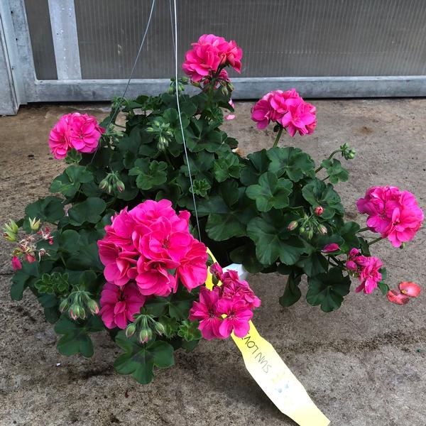 Pelargonium peltatum Geranium Ivy Great Balls of Fire from