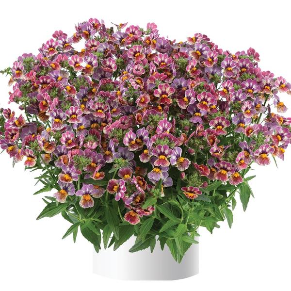 Nemesia x hybrida Nemesia Nesia from Meadowridge, Inc.