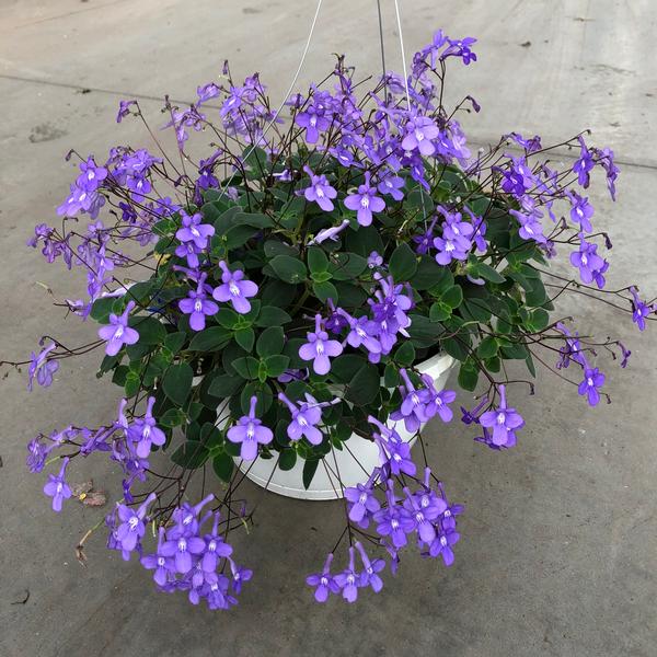 Streptocarpus saxorum Streptocarpella Concord Blue from Meadowridge, Inc.