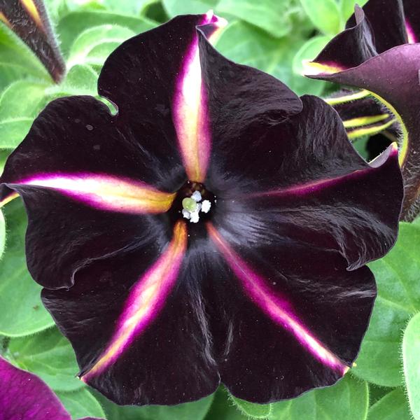 Petunia hybrida Petunia Black Magic, Phantom & Pinstripe from ...