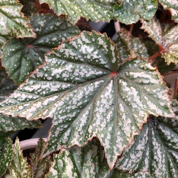 Begonia x hybrida Begonia Gryphon from Meadowridge, Inc.