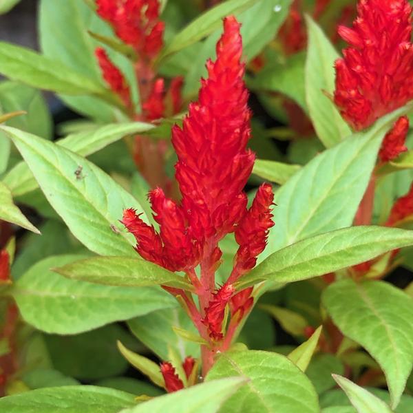 Celosia R223 Rombo Verde 27Mm 110x84Mm