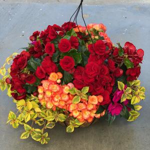 14.0 Coco Moss Hanging Basket, Combinations - Shade