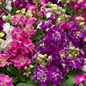 Matthiola incana Stock from Meadowridge, Inc.