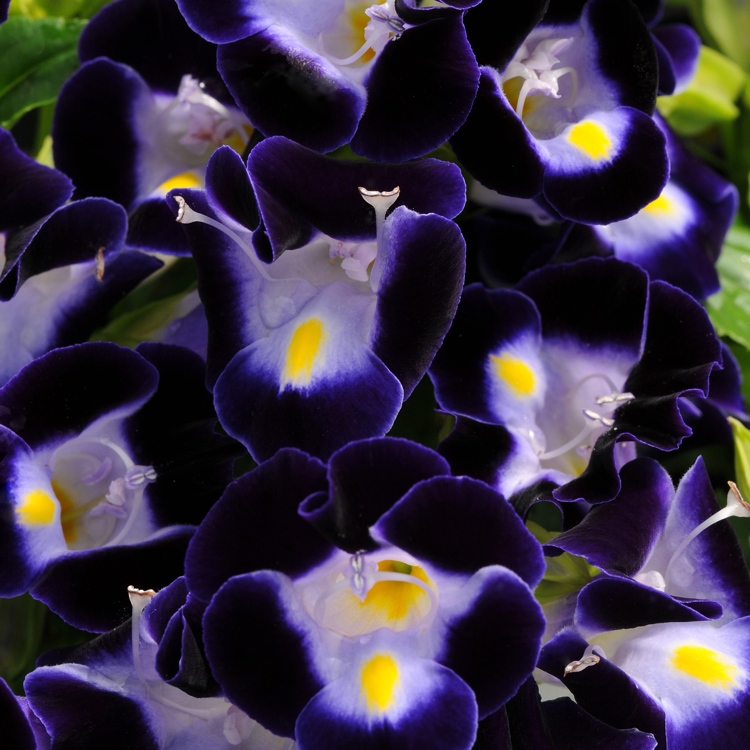 Torenia Torenia from Meadowridge, Inc.
