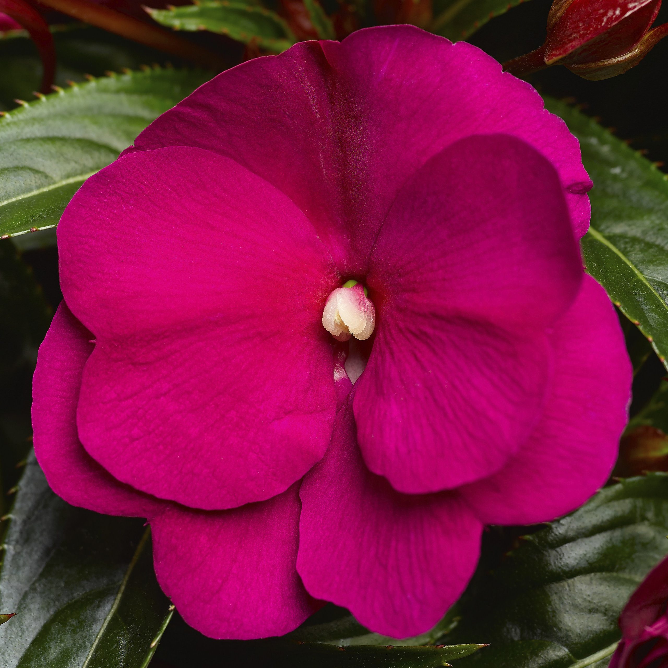 Impatien hawkeri New Guinea Impatien Sonic from Meadowridge, Inc.
