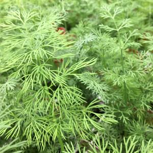 Chamomile Chamomile from Meadowridge, Inc.