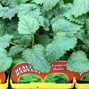 Lemon Balm Lemon Balm from Meadowridge, Inc.