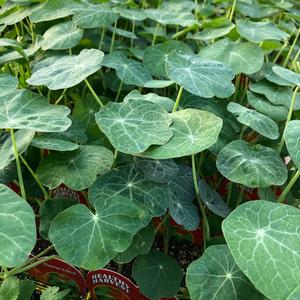 Nasturtium Nasturtium from Meadowridge, Inc.