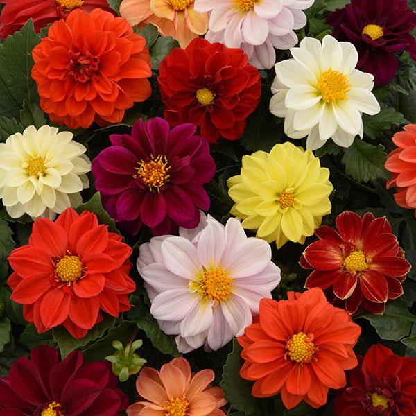 Dahlia hybrida Dahlia Mix from Meadowridge, Inc.