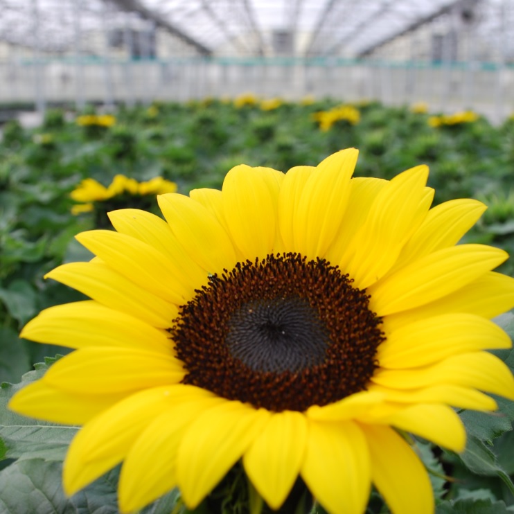 Helianthus annuus Sunflower Miss Sunshine, Sunbuzz, Solsation from Meadowridge, Inc.