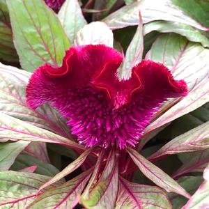 Celosia cristata Celosia Dracula from Meadowridge, Inc.